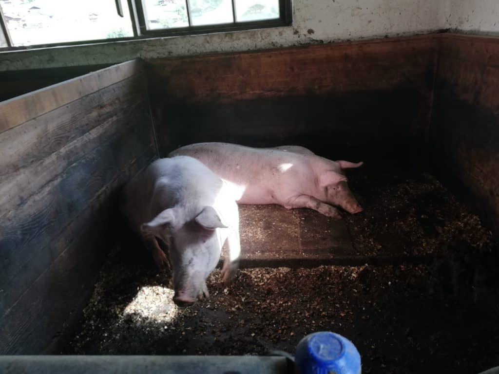 Zwei Schweine in einer Stallbucht aus Holz, eines liegt am Boden und das andere steht