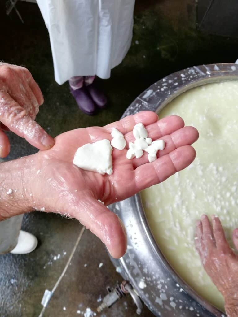 Eine Hand zeigt weiße Stücke von frischem Käsebruch über einem Käsekessel