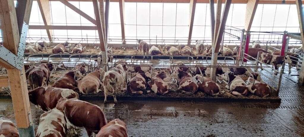 Zahlreiche braun gefleckte Kühe liegen und stehen in Liegeboxen in einem hellen Holzstall