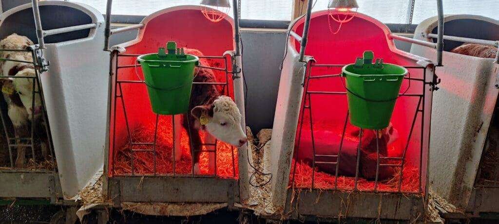 Kälber in Kälberiglus auf Stroh unter roten Wärmelampen mit grünen Kübeln an den Gittern