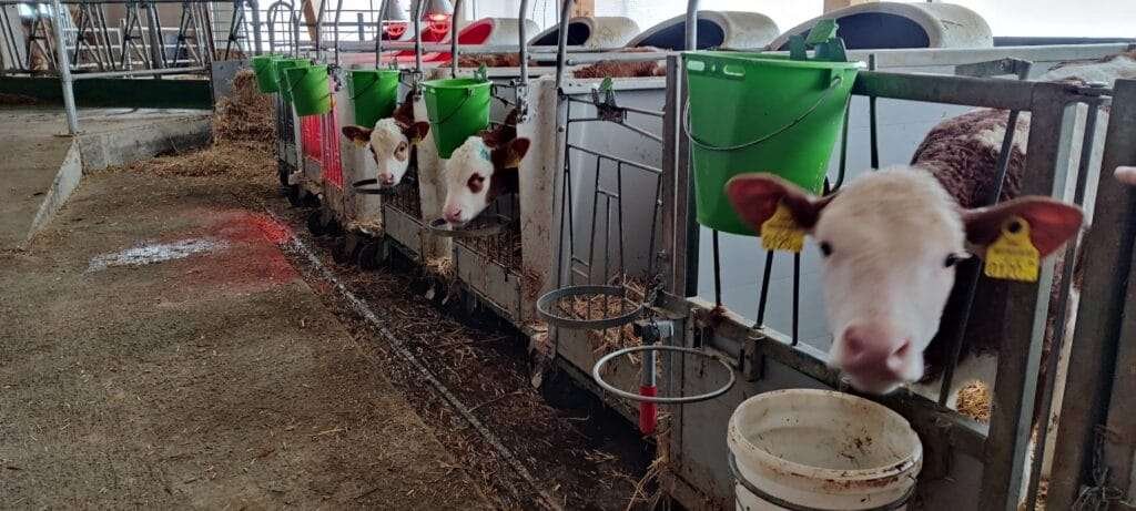 Mehrere Kälber schauen aus Kälberiglus mit grünen Kübeln im Stall hervor
