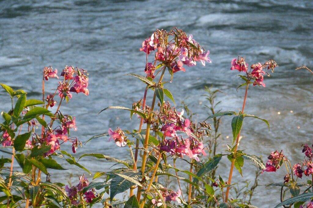 Drüsiges Springkraut mit rosa Blüten an einem fließenden Gewässer