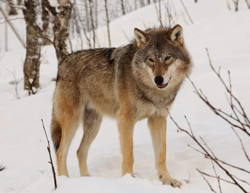 Der eurasische Wolf in freier Wildbahn im Winter