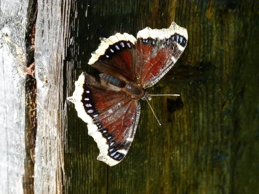 Ein Schmetterling auf einem Holzbrett
