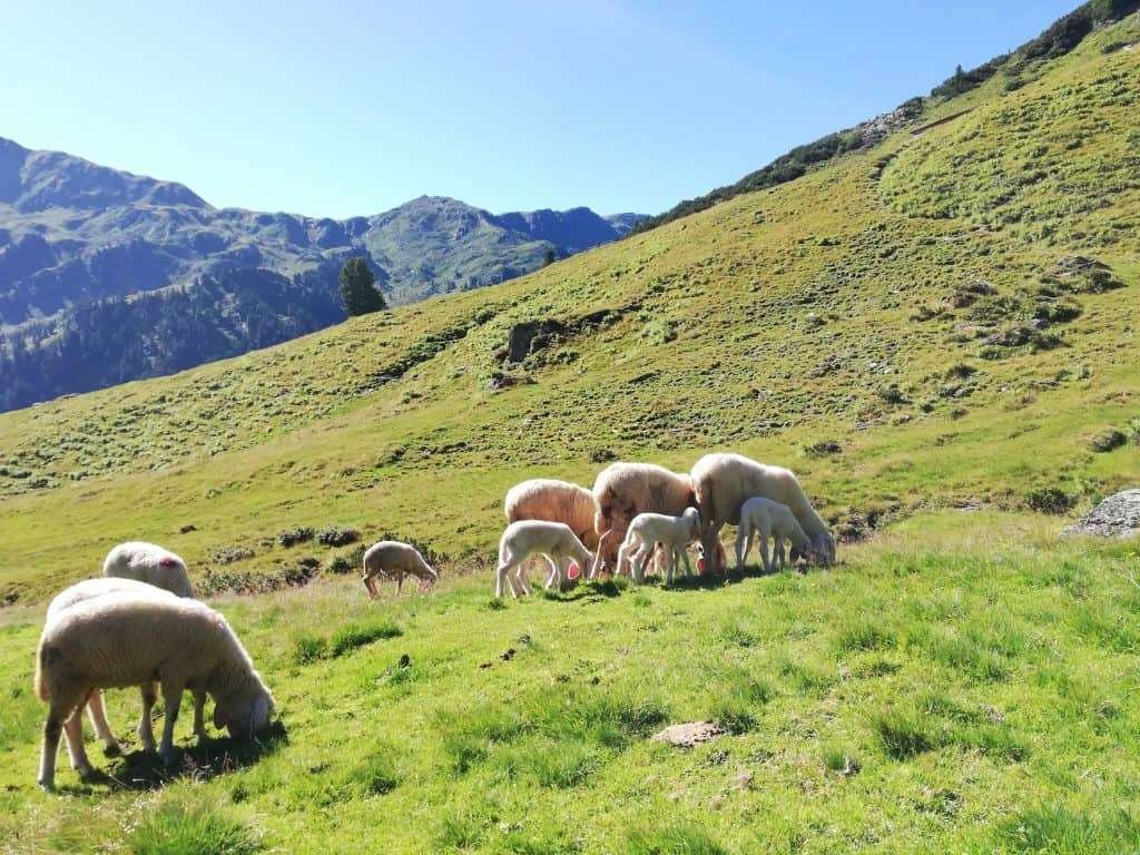 Lämmer und Schafe auf einer Alm in Tirol