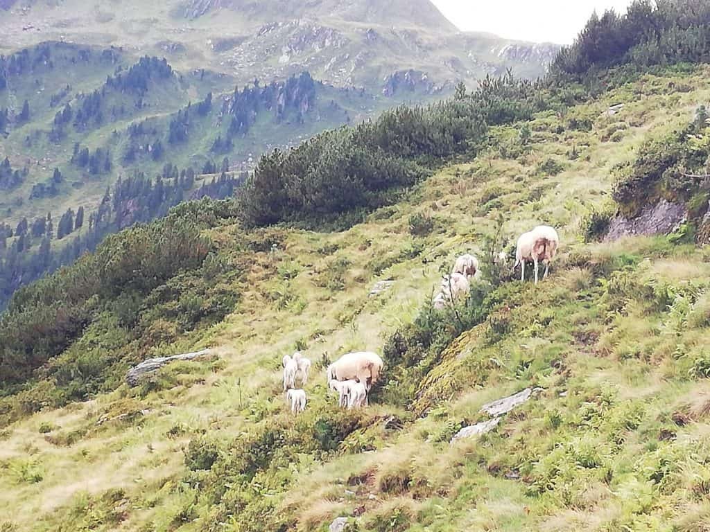 Lämmer und Schafe als Almrasenmäher