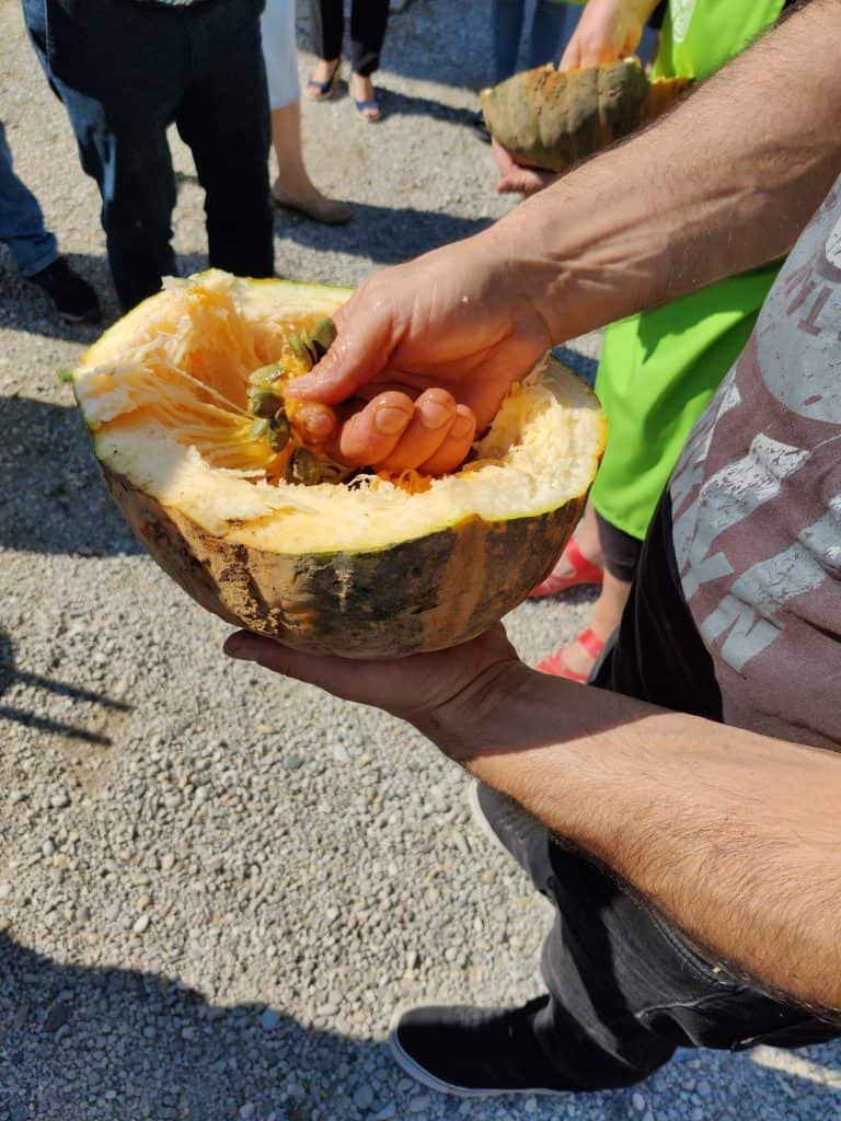 halber Kürbis