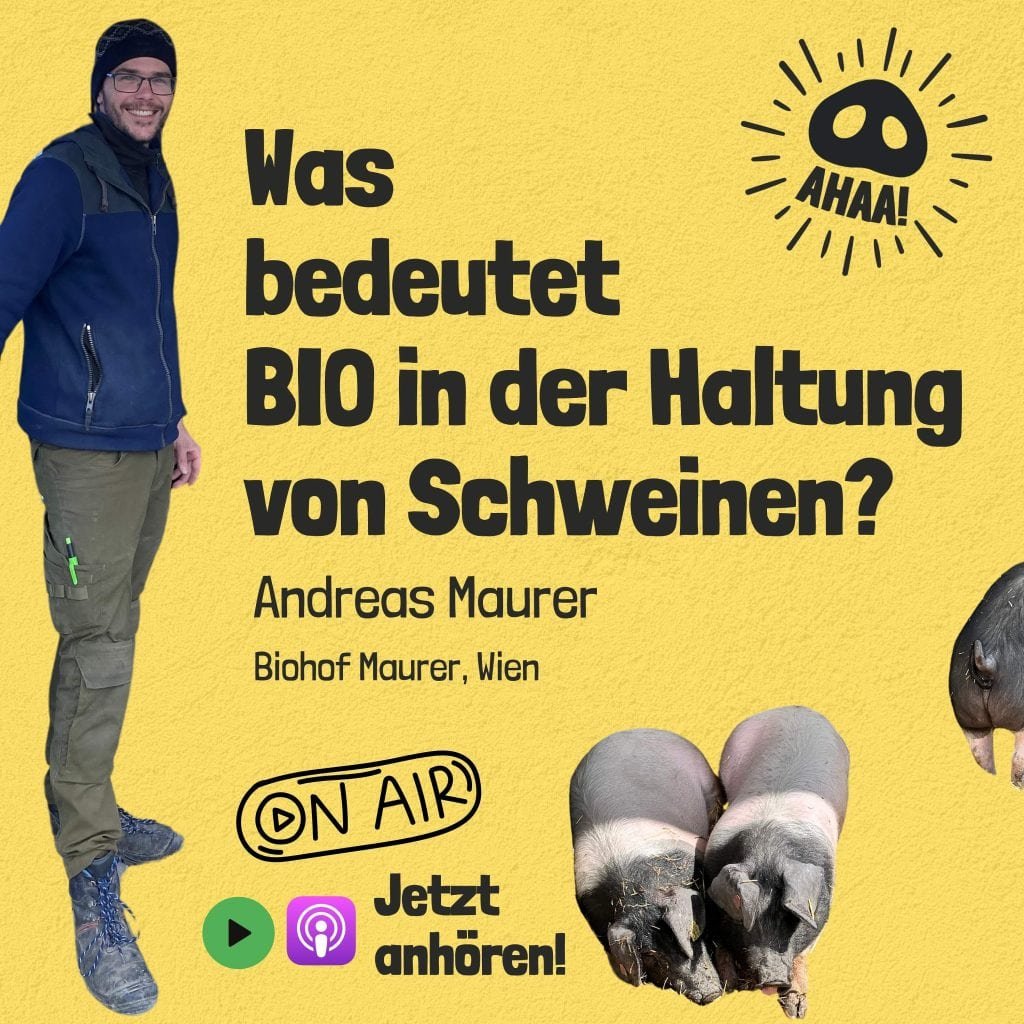 Ahaa! – Was bedeutet Bio in der Schweinehaltung?